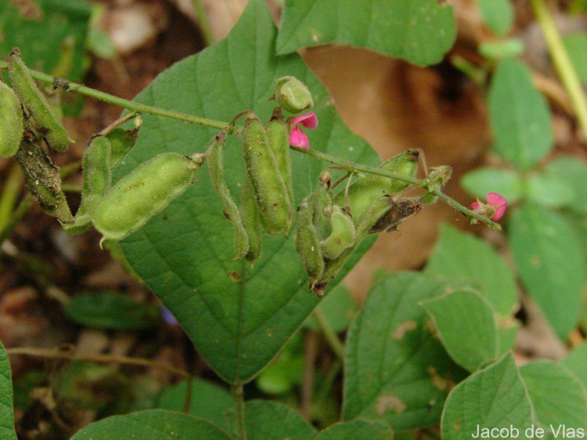 Pseudarthria viscida (L.) Wight & Arn.